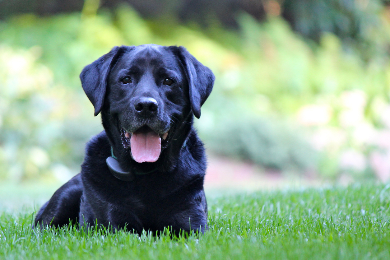 A black Labrador retriever.