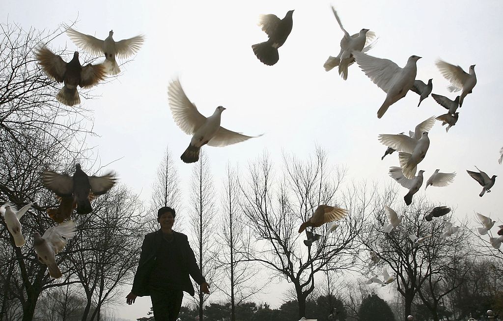A man feeds doves at a park in China&#039;s Jiangsu province.