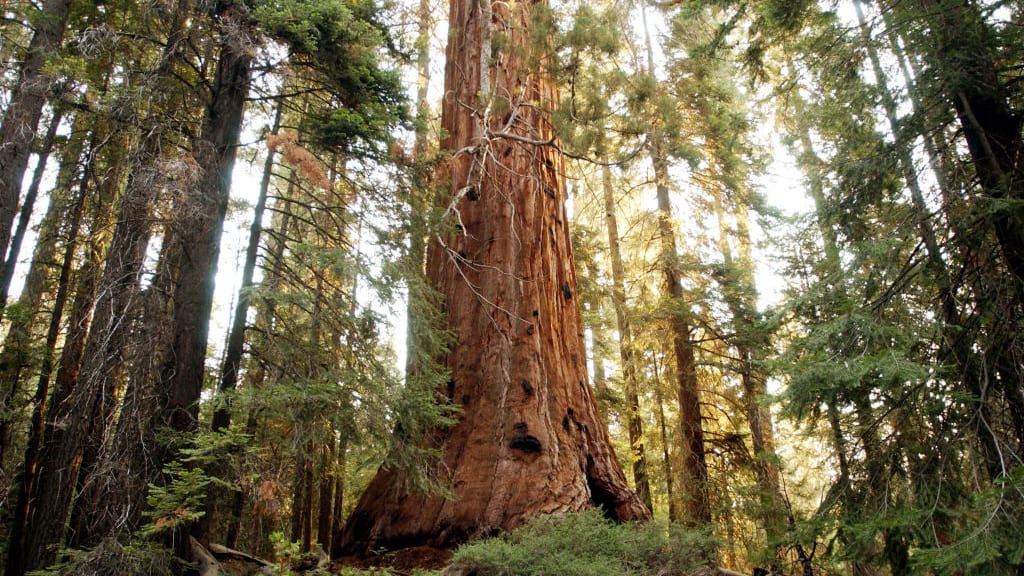A tree in California&#039;s Giant Sequoia National Monument.