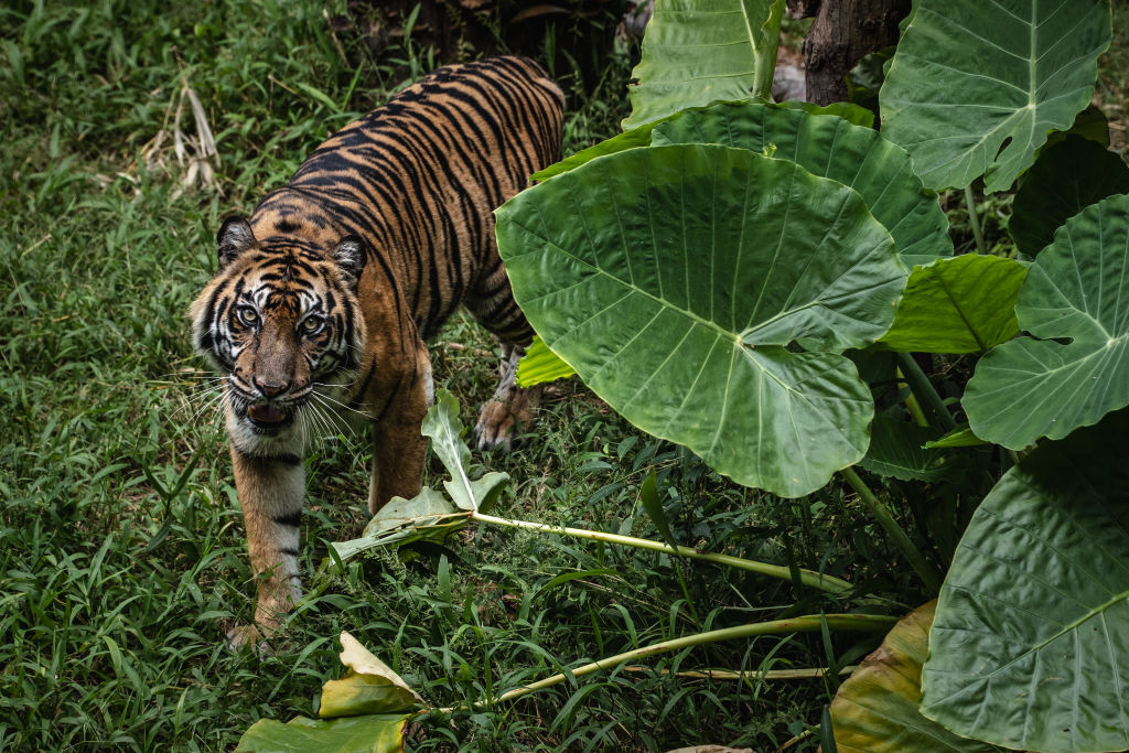Sumatran tiger.