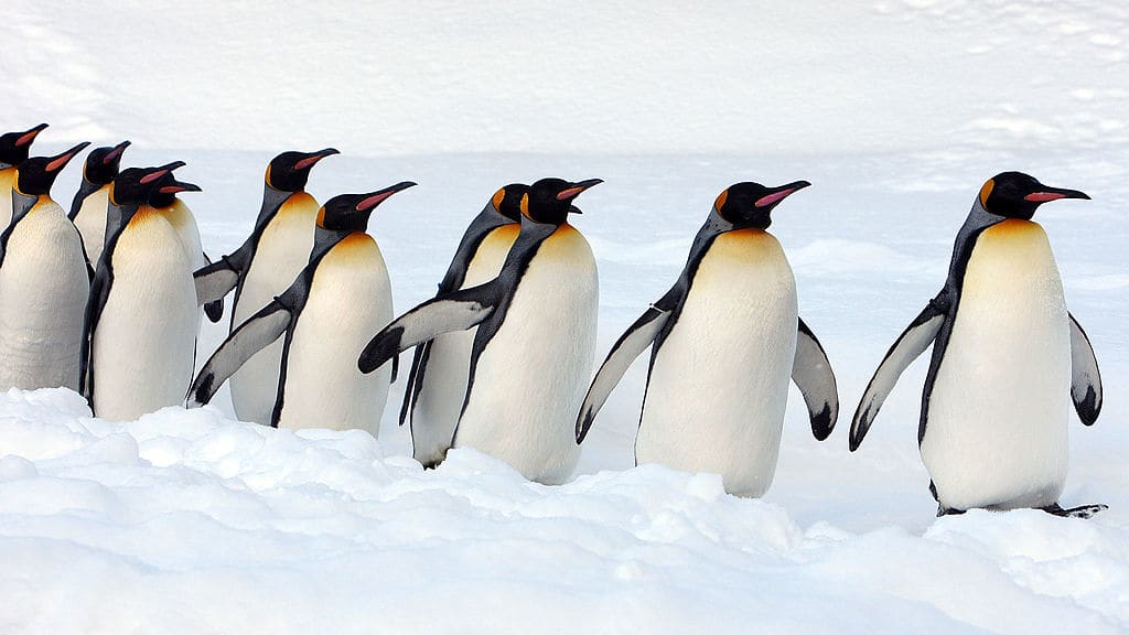 King penguins.