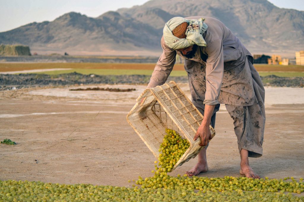 Afghan farmer.