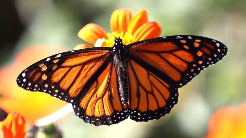 A monarch butterfly that landed on a flower.