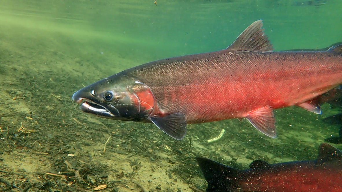 A coho salmon in the water.