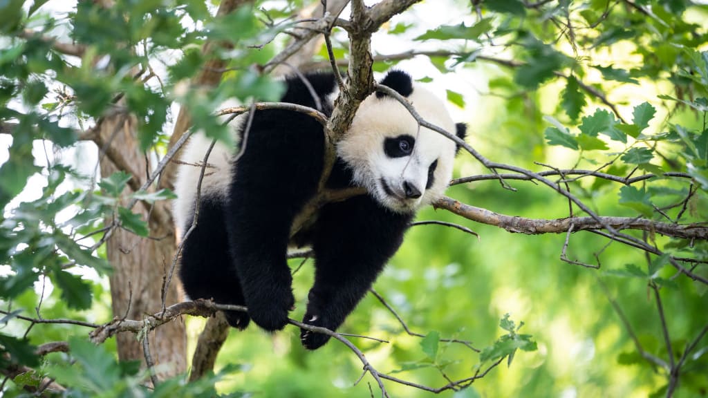 Panda cub Xiao Qi Ji hangs out in a tree at the Smithsonian&#039;s National Zoo.