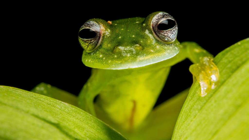 A glass frog.