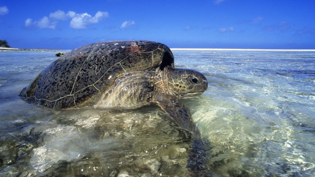 A green turtle on the Aldabra Atoll in the Seychelles.