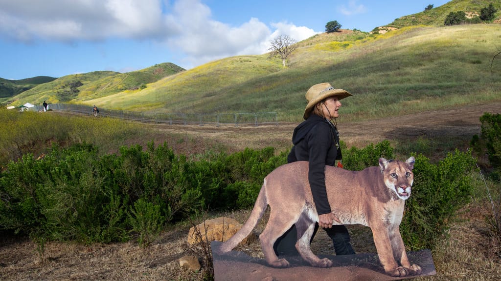 A woman carries a cardboard cutout of a mountain lion near the future site of the Wallis Annenberg Wildlife Crossing.