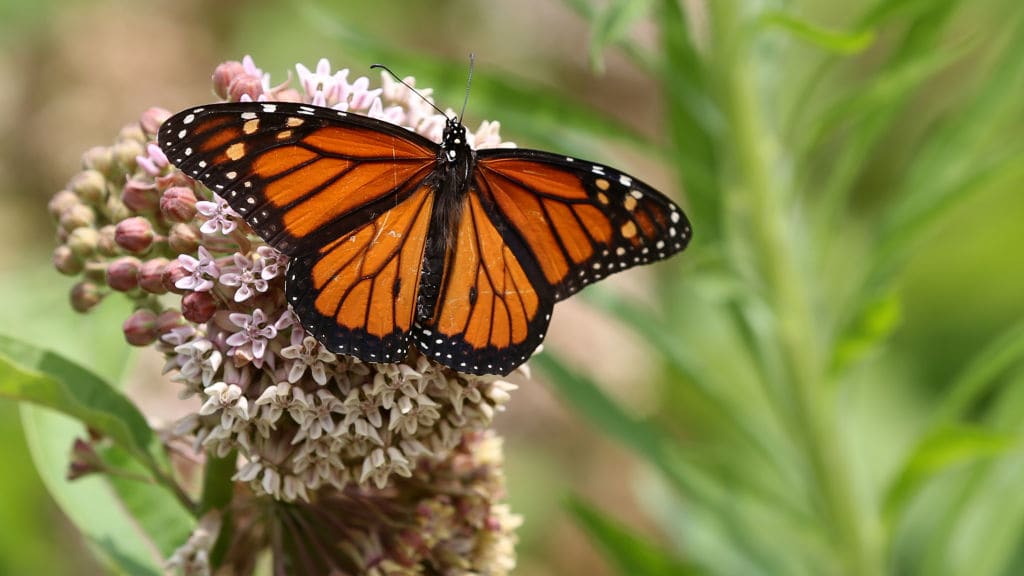 A monarch butterfly on a milkweed plant flower.