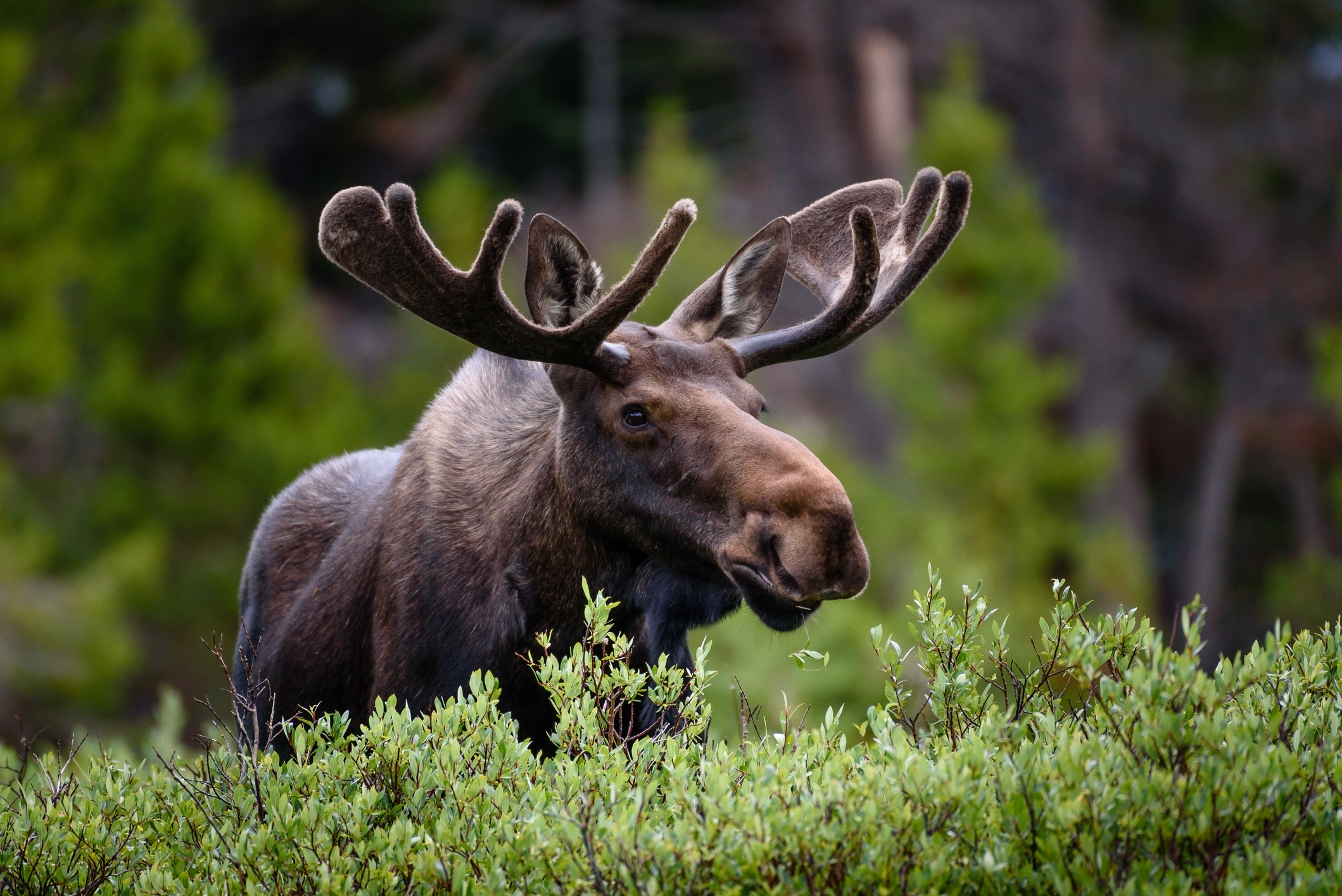 Moose in green grass.