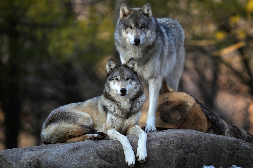 Two gray wolves.