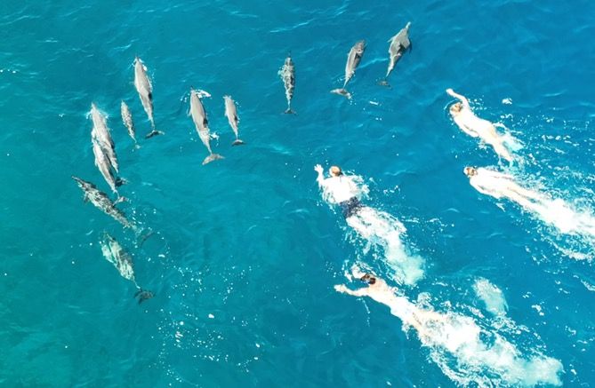 A group of swimmers chase after a pod of dolphins. 