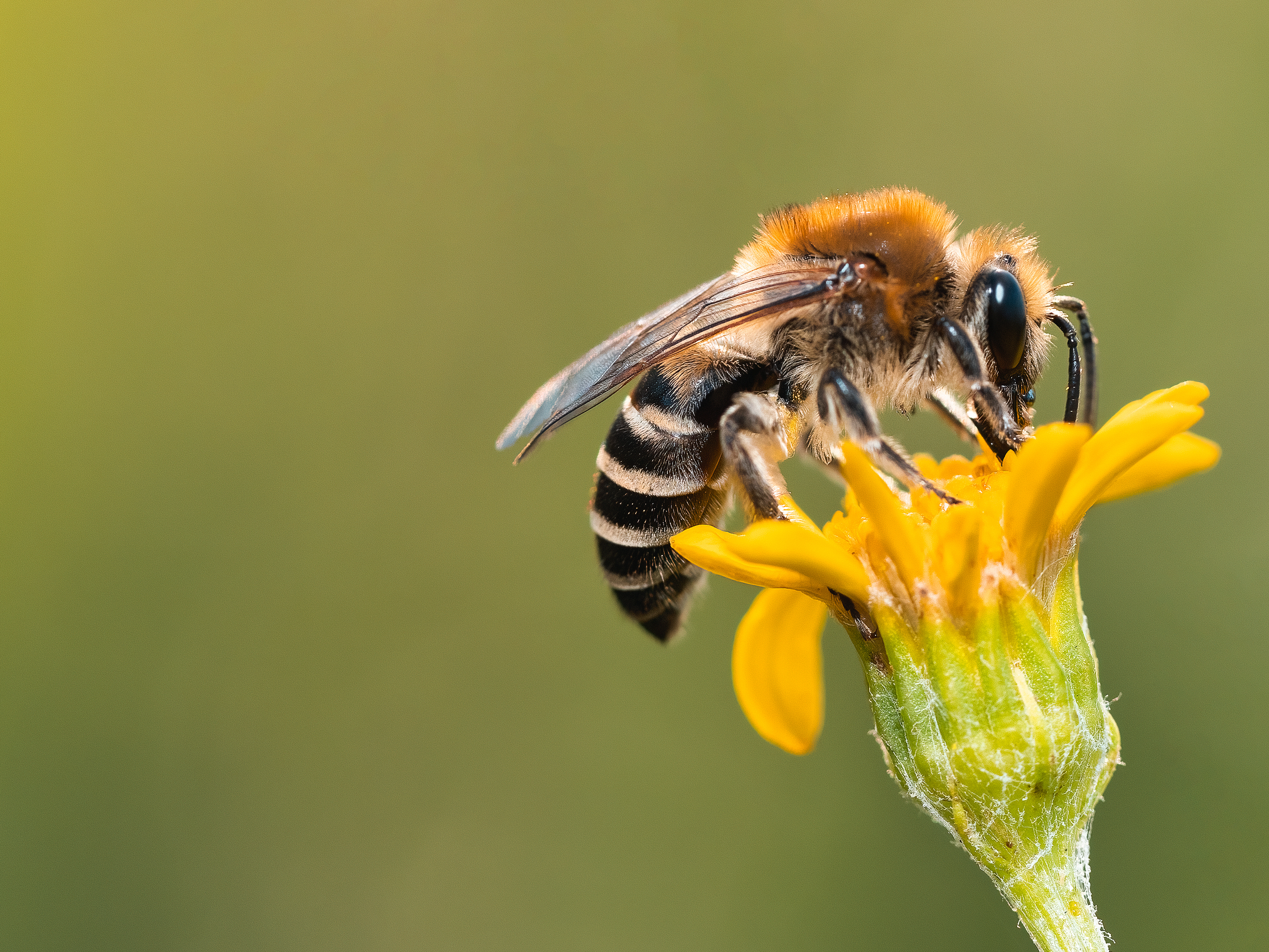 Honeybee on flower.