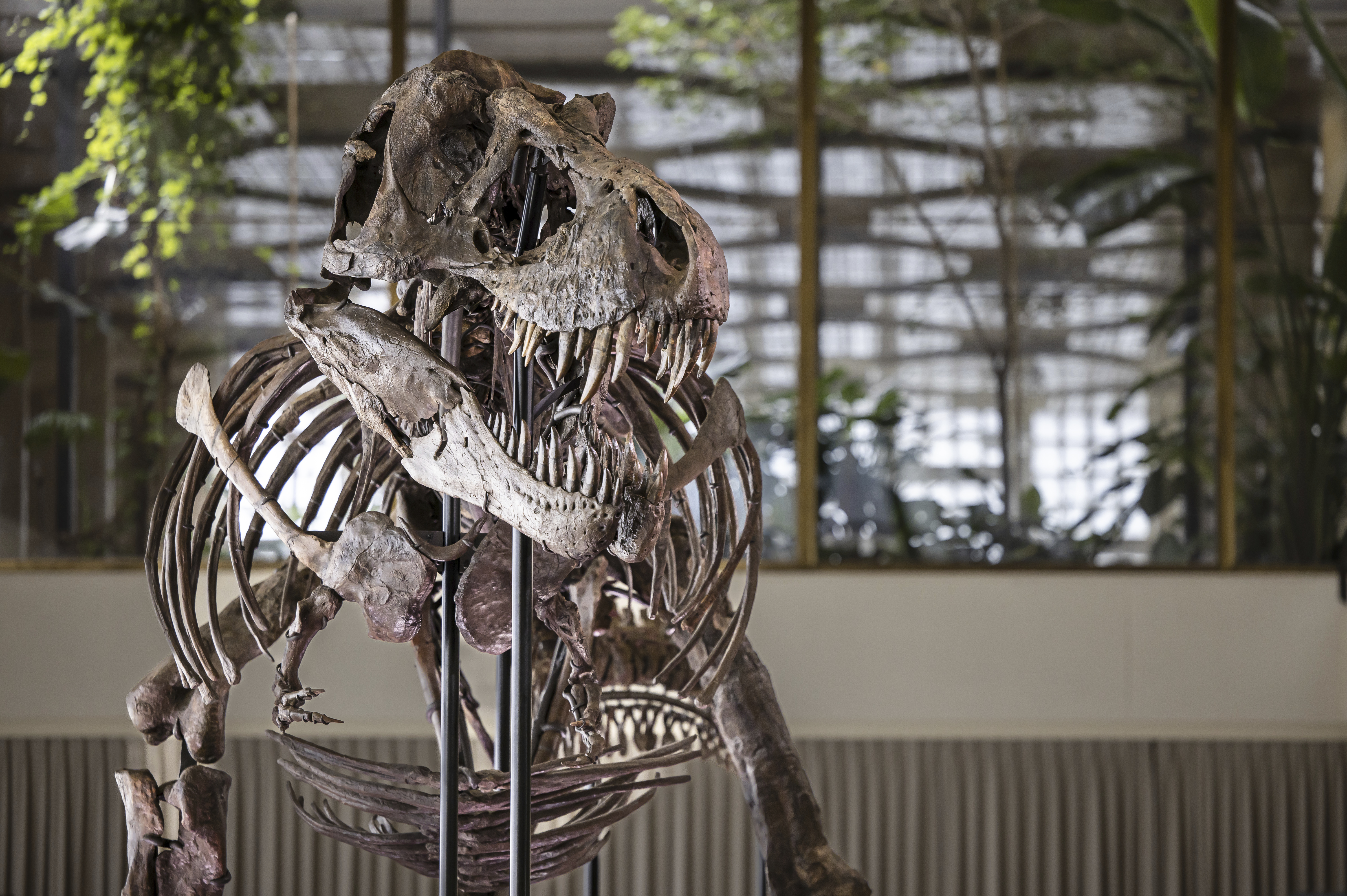 A T. rex skeleton dubbed Trinity is seen in Switzerland. 