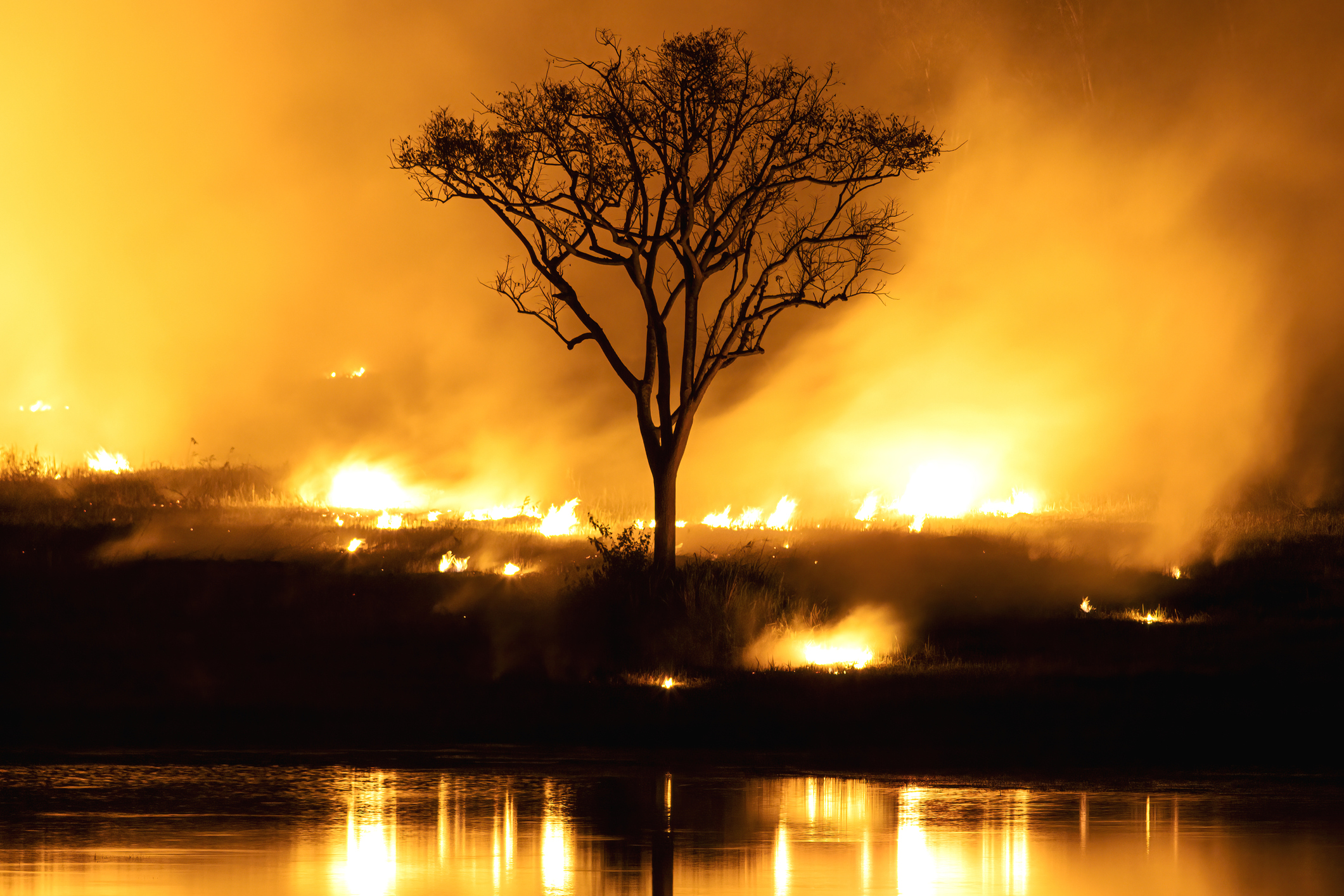 Tree in wildfire.