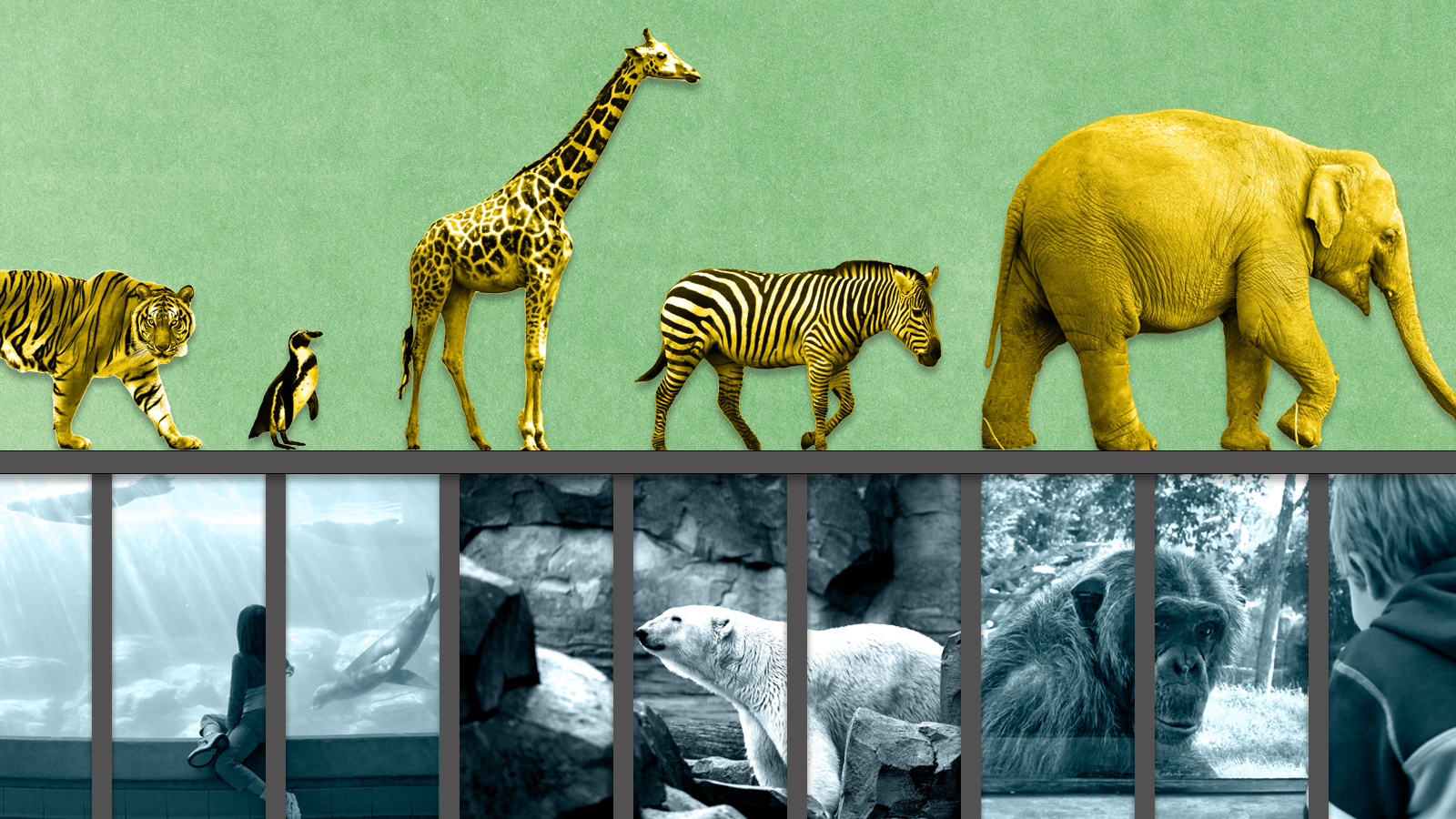 Are zoos ethical? | The Week