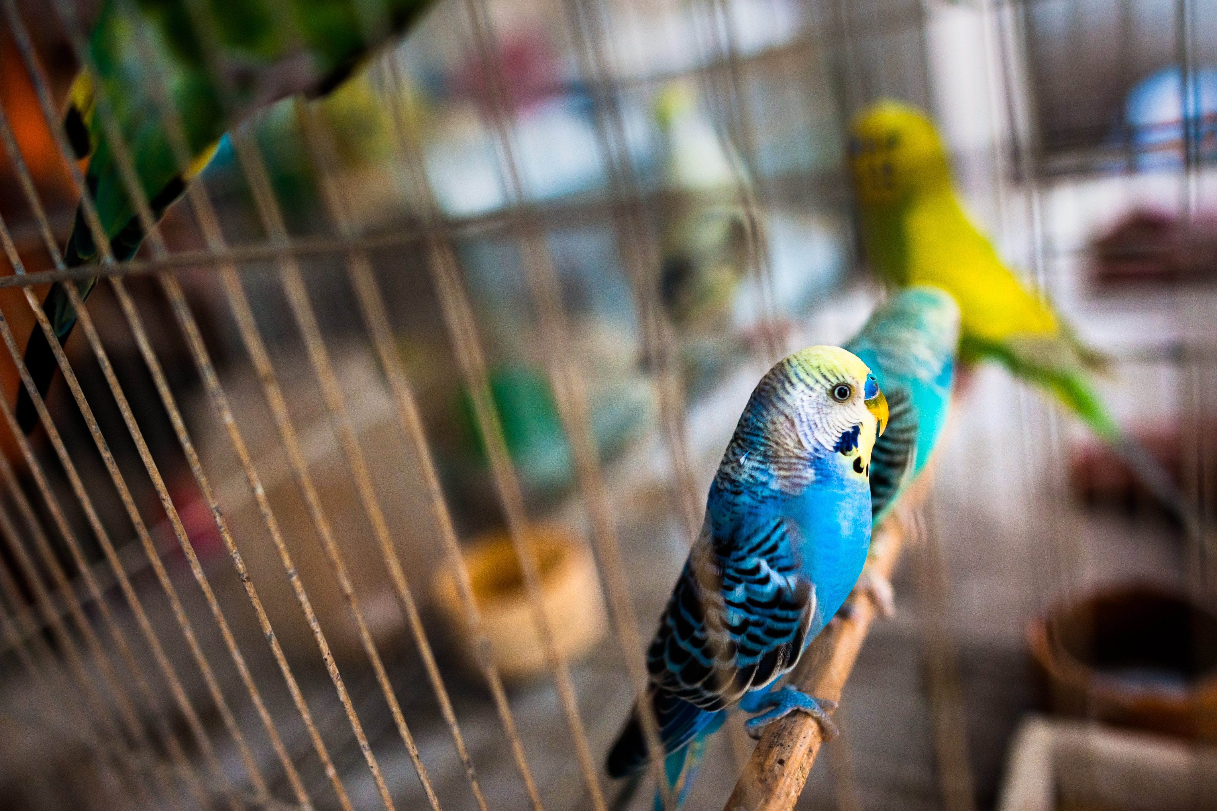 Pet birds (budgerigar parrots)