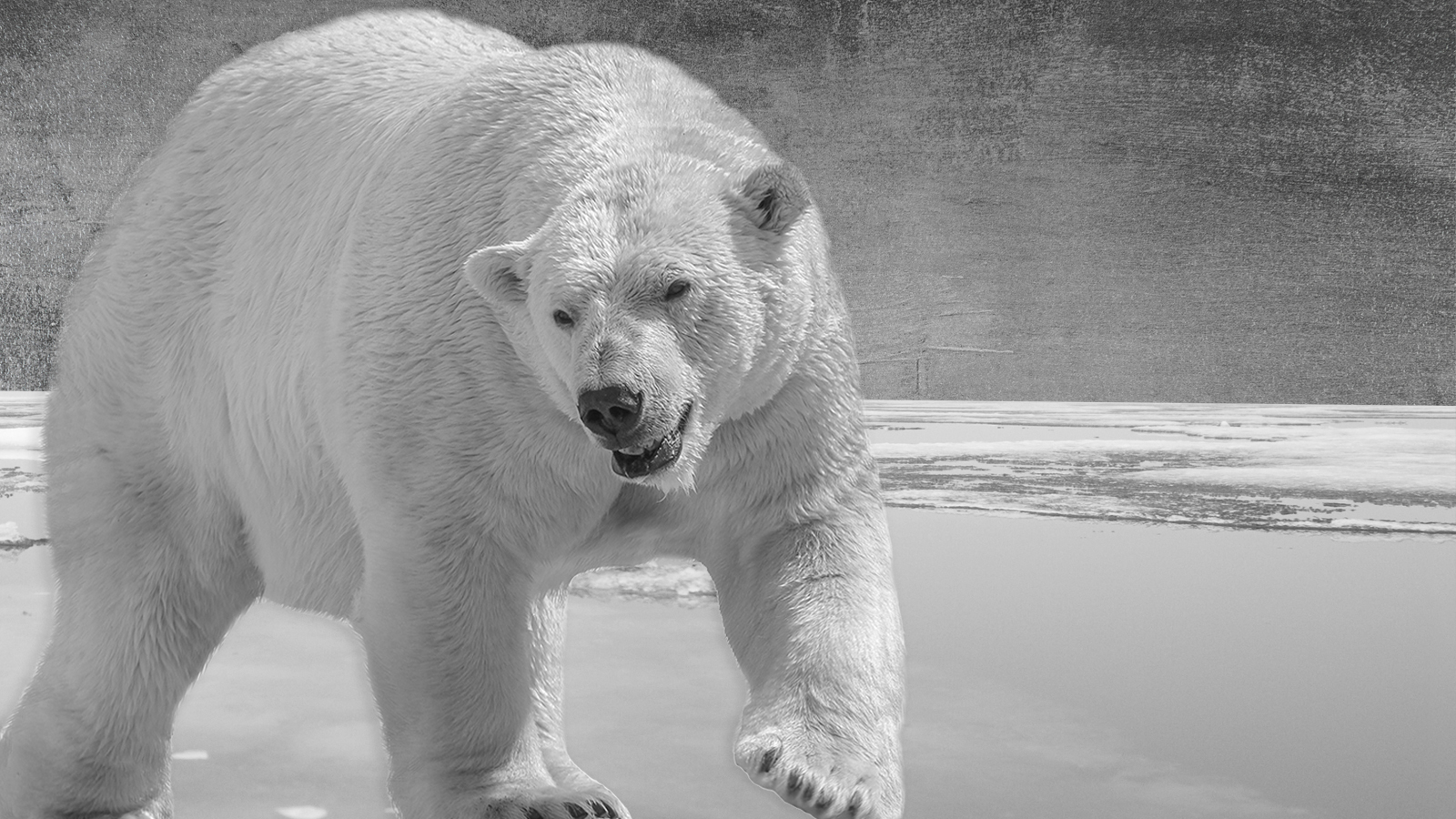 Deadly polar bear attack: Why more animals are attacking humans | The Week